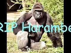 RIP Harambe